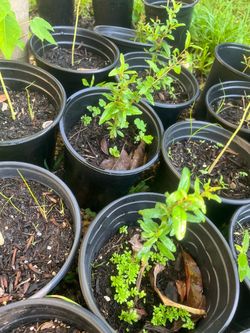 Pomegranate in Black Nursery Pots