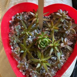 Live Robust Succulents, Cacti, Hanging Plants Arrangements For Giveaways , Gifts , Tokens, Additions To Collections , Etc… For  Plant/ Nature Lovers..