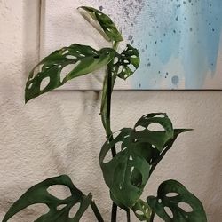 Monstera Adonsonii Cutting (Fresh)