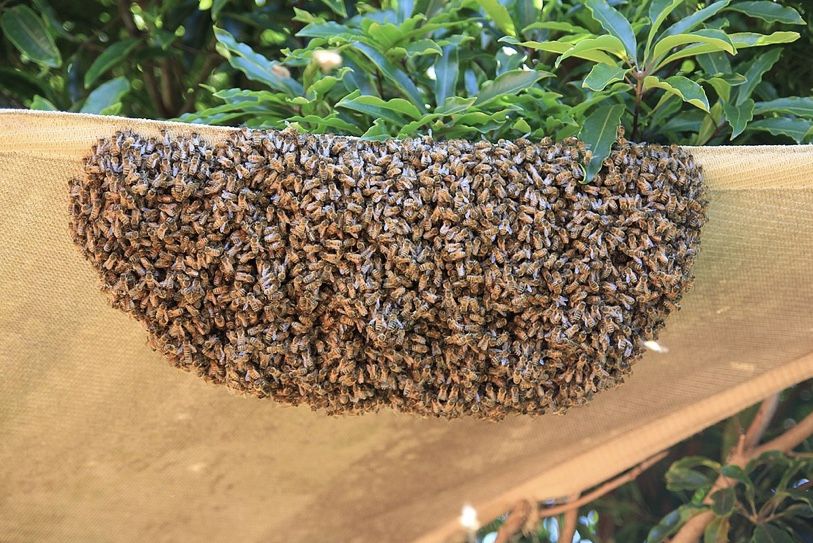 Honey Bee Swarm Removal