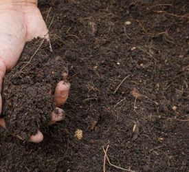 We need 4-6 yards of clean Dirt