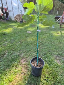 Italian fig tree