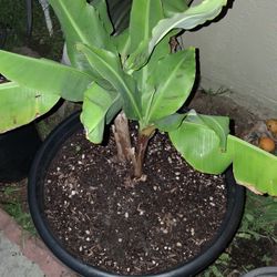Dwarf Namwah Banana