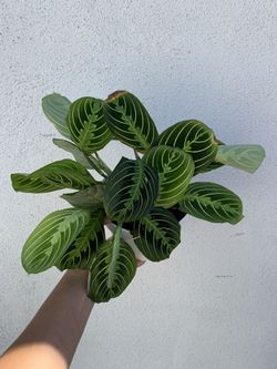 PLANTS