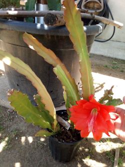 Epiphyllum