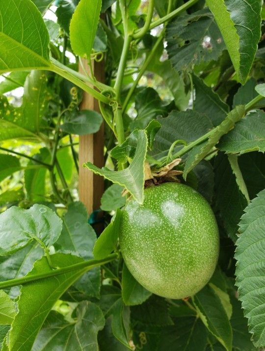 Passion Fruit & Blackberry Trees