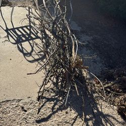 Free Twigs For Your Garden Bed