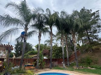 Queen palm tree