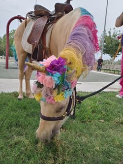 Unicorns events And Many More!!