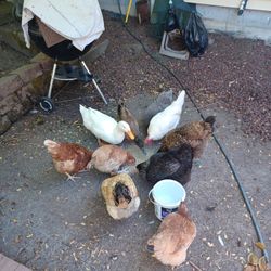 Pasture  Raised Eggs  $8 a dozen