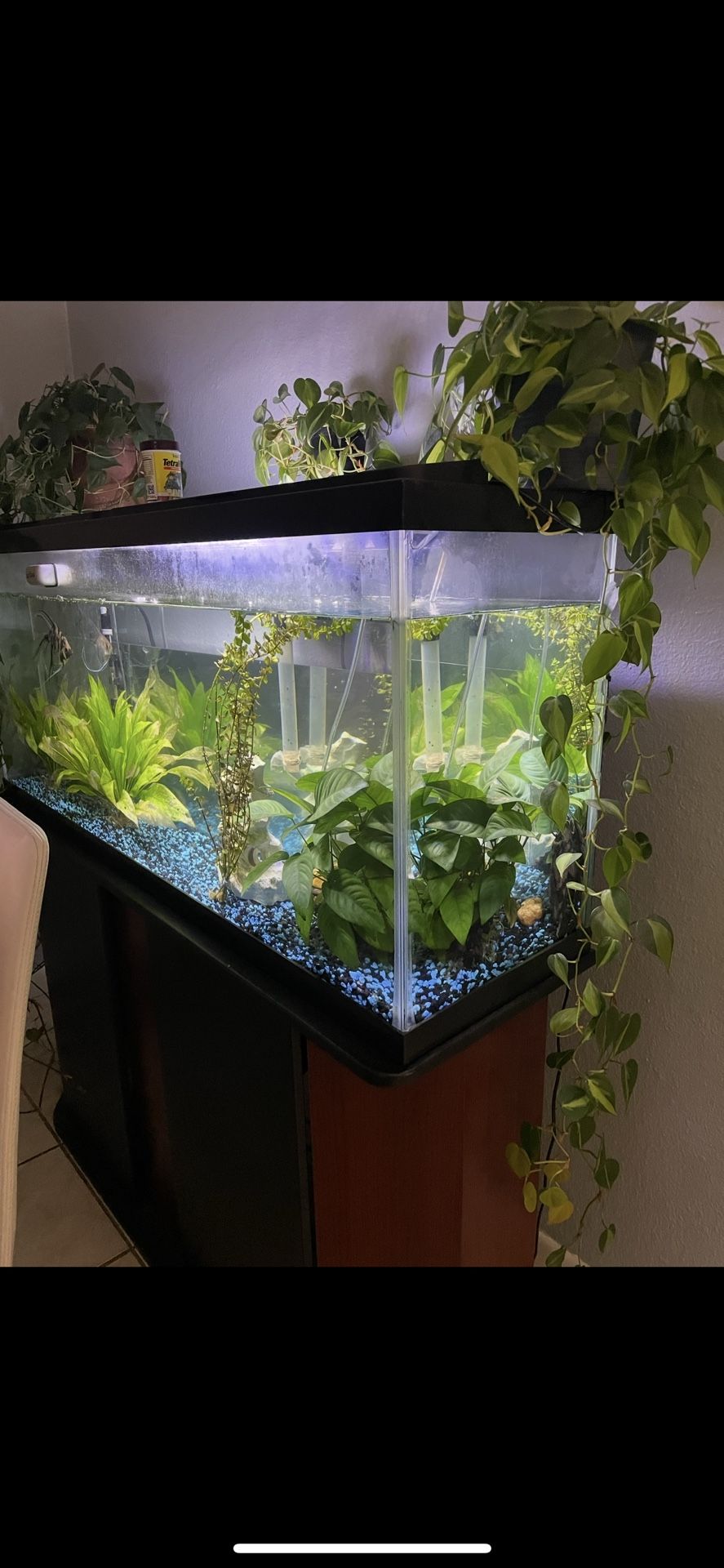 Fish Tank With Every In It For Sale 