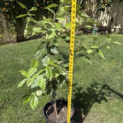 Lemon Tree (4ft/5Gallon) Eureka Pink
