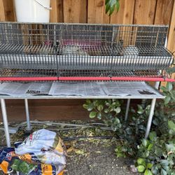 Quail Cage (6) Organic Non GMO Fed Quail & More