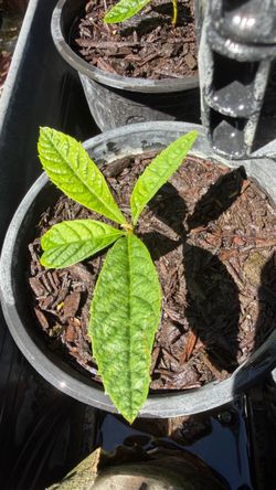 Starter Loquat Plants For Sale • Young, Healthy & Organic Pernnials • San Antonio, Texas