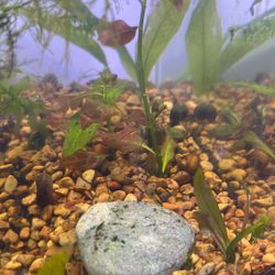 5.5 Gallon Rimless Aquarium 