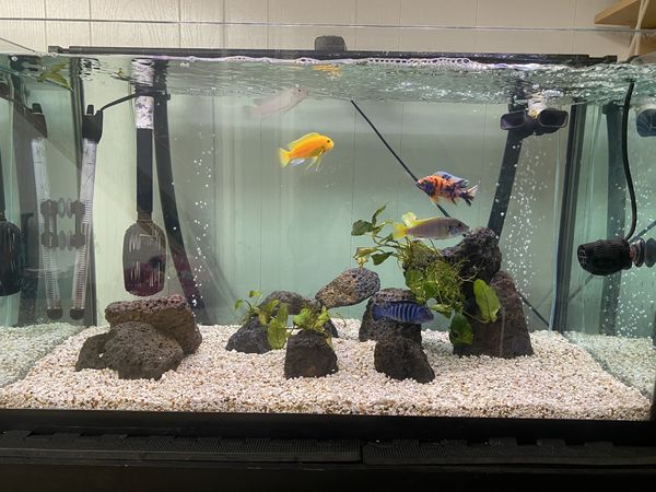 57 Gallon Rimless Aquarium , Fluval FX6 for Sale in