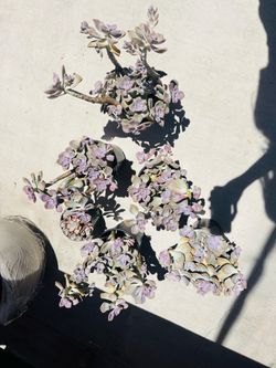 $30 each purple delight echeveria imported