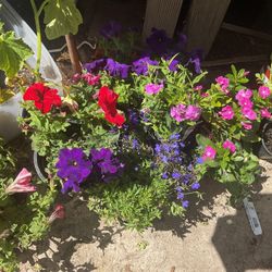 Flowers / Plants / Variety Flats Of 10 