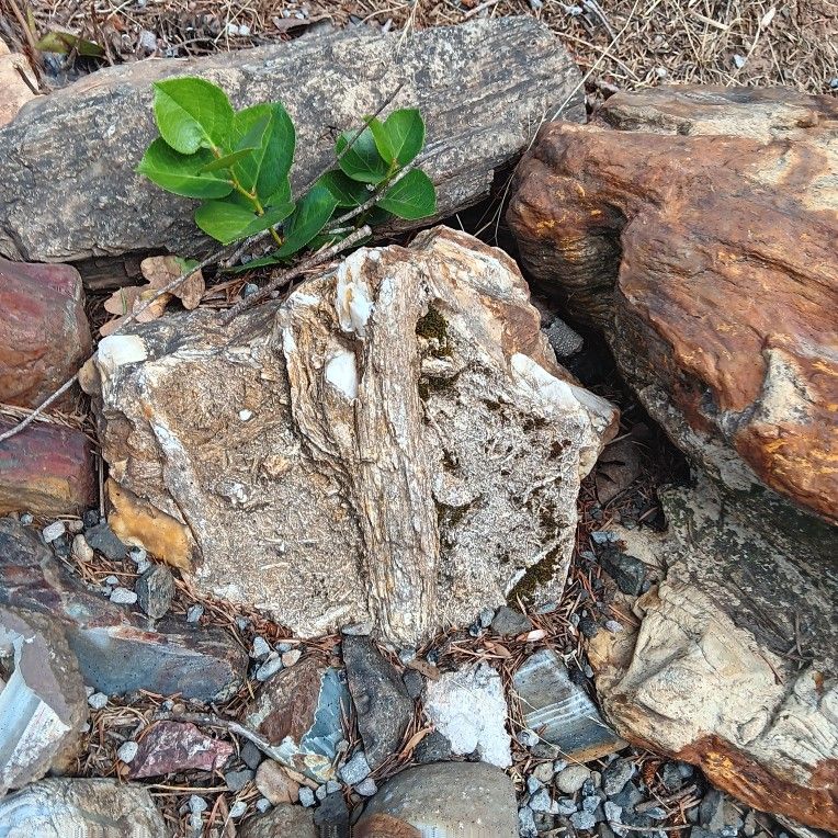 Limb Cast