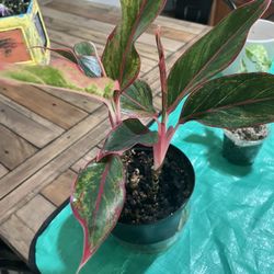 Aglaonema 
