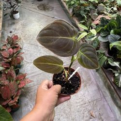 4” Philodendron Melano 