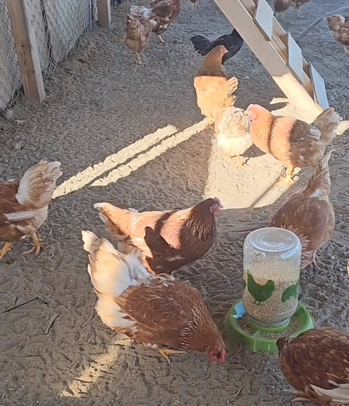Organic pasture Raised Eggs