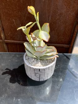 Vintage style fake plant