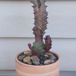 Euphorbia Red Succulent Plant 🪴 (A)