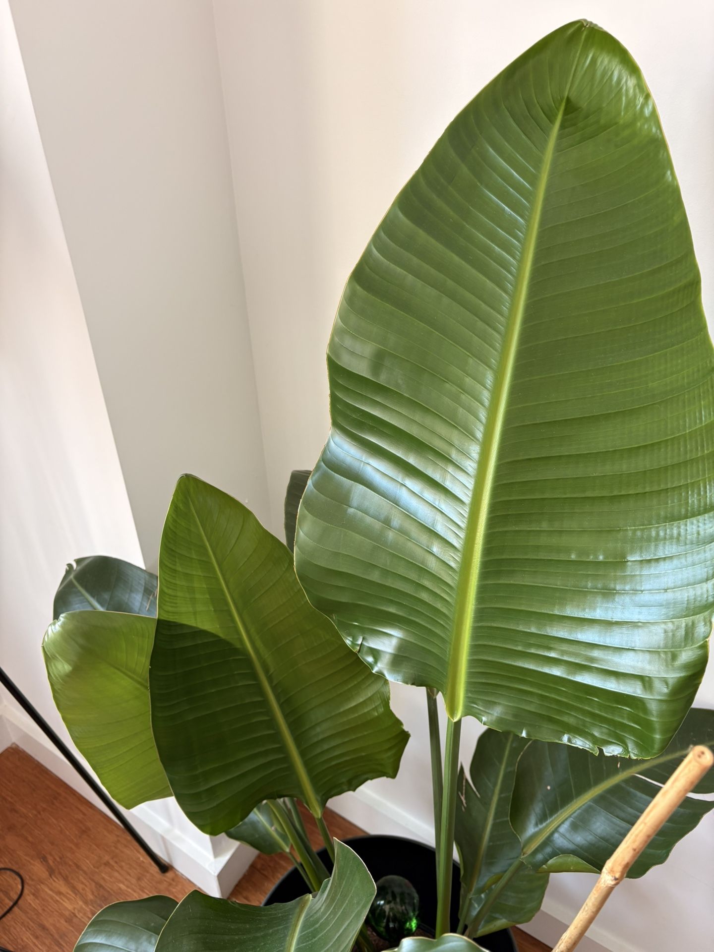 Plants (6 for $100!) 🌿