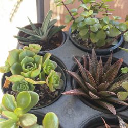 Succulents