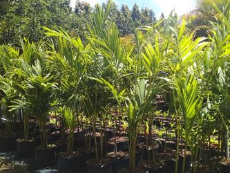 OPEN TODAY! CHRISTMAS PALM IN 7 GALLONS OVER 4' WITH MULTIPLE TRUNK FOR ONLY $30 ONLY A FEW LEFT!