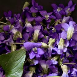 Fresh picked Violet Flowers 