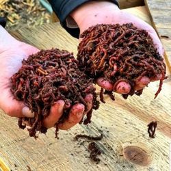 I've GoT Worms! Red Wigglers Composting Worms for Sale in Long Beach, CA -  OfferUp
