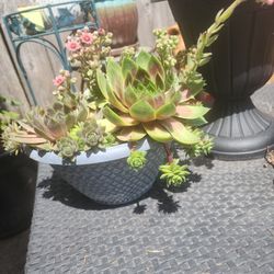 Succulent Starts