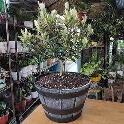 Olive Bonsai Tree