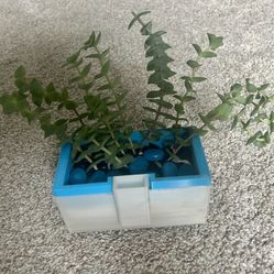 Succulent-Crassula perforata/String of Buttons
