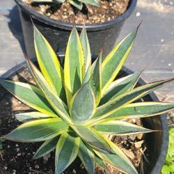 Agave 'Snow Glow