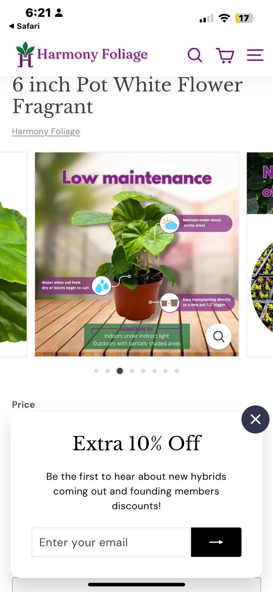 Begonia odorata 'Alba' Live Plant Available