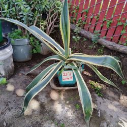 Large potted Americana succulent