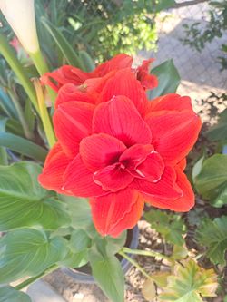 Amaryllis Plants