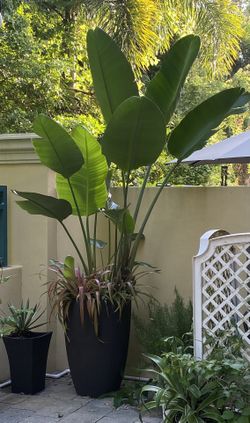 White Bird of Paradise Large with Large planter
