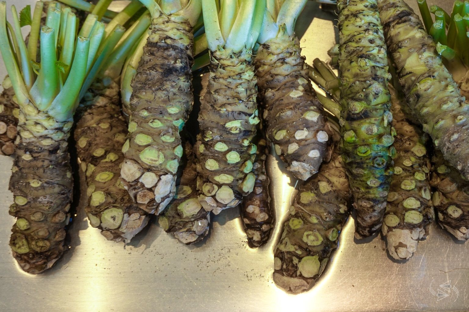 Fresh Real Wasabi Rhizome