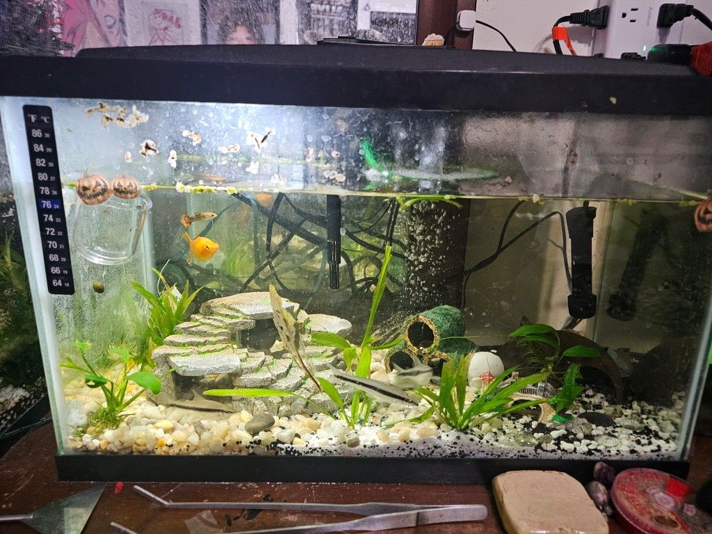 10 Gallon Fish Tank With Kit