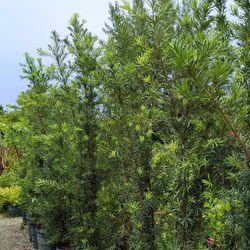 Podocarpus Privacy Hedge Plants 15gl 5.5-6ft $45