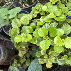 Planta