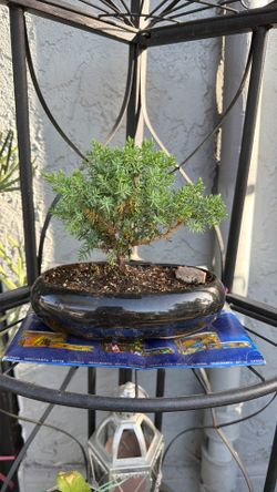 small japanese bonsai tree with a black pot