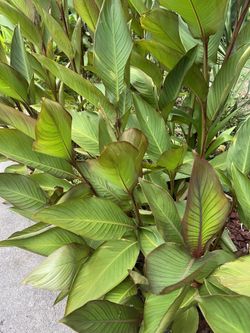 Cannas Perennial Plants (3 For $20) Read Description Below)