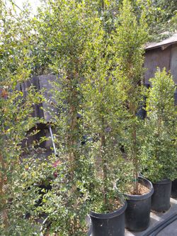 Eugenias 15gln 6ft