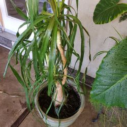 Plant