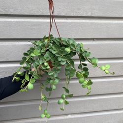 Peperomia Hope In 6” Pot